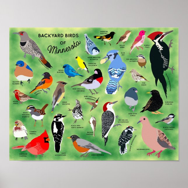 Póster Backyard Birds of Minnesota Poster (Frente)