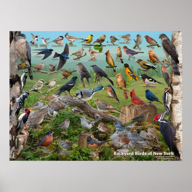 Póster Backyard Birds of New York State (Frente)