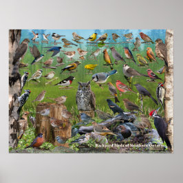 Póster Backyard Birds of Northern Ontario