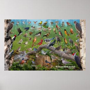 Póster Backyard Birds of Ohio Large