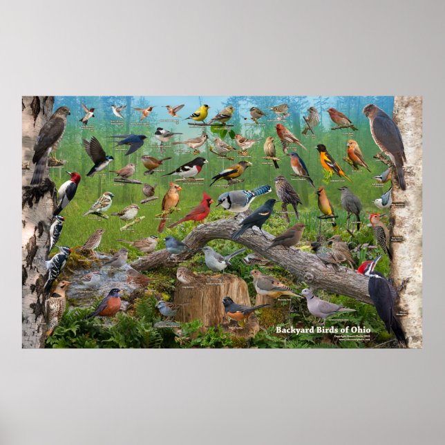Póster Backyard Birds of Ohio Large (Frente)