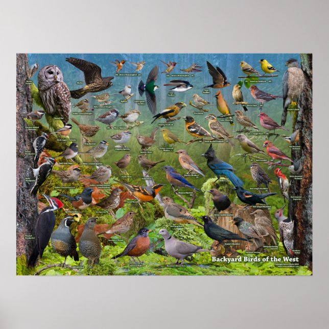 Póster Backyard Birds of the West ID Poster (Frente)