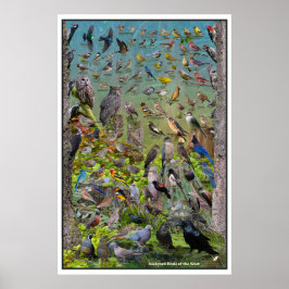 Póster Backyard Birds of the West Special Edition