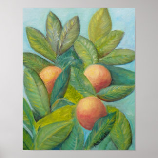 Póster BACKYARD FLORIDA ORANGES Poster