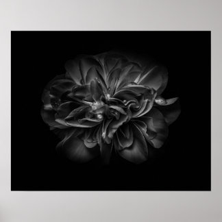 Póster Backyard Flowers In Black And White 67