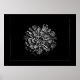 Póster Backyard Flowers In Black & White No 79 Border