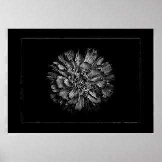 Póster Backyard Flowers In Black & White No 79 Border