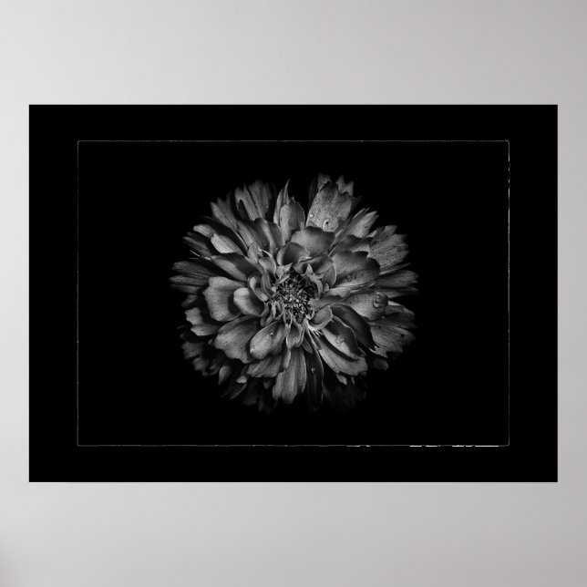 Póster Backyard Flowers In Black & White No 79 Border (Frente)