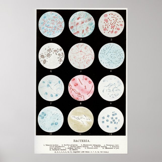 Póster Bacteria (Frente)