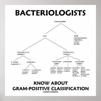 Póster Bacteriólogos conocen la clasificación grampositiv