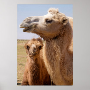 Póster Bactrian Camel Portrait