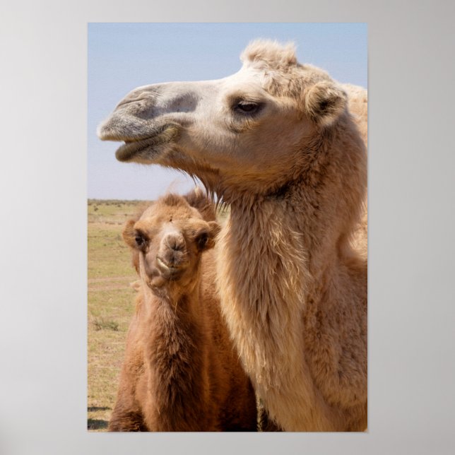 Póster Bactrian Camel Portrait (Frente)