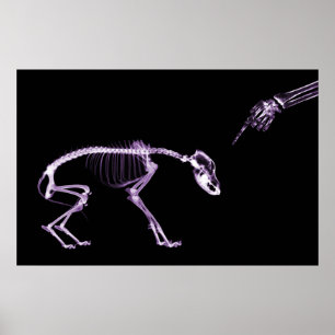 Póster Bad Dog Xray Skeleton Black Purple