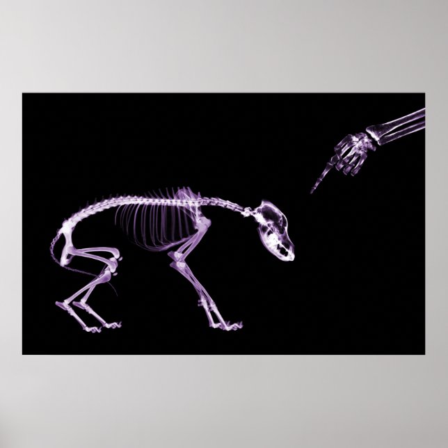 Póster Bad Dog Xray Skeleton Black Purple (Frente)
