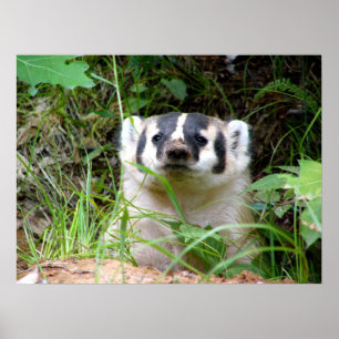 Póster badger