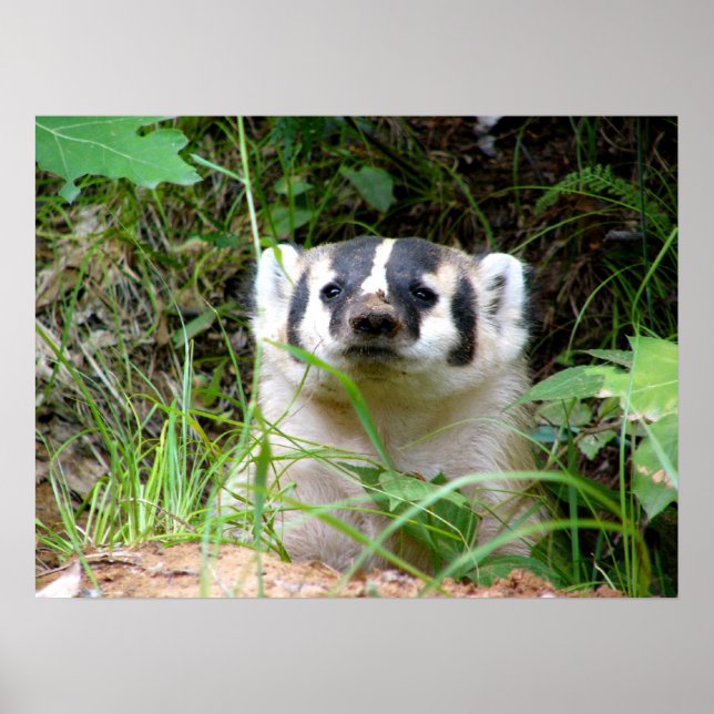 Póster badger (Frente)