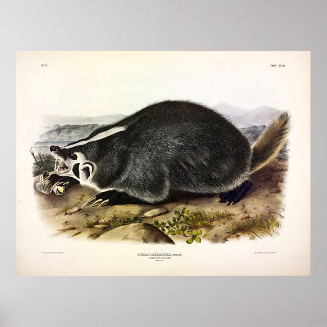 Póster Badger americano (taxus de la idea de taxi) por Au (Frente)