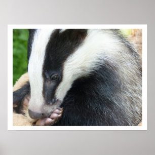 Póster Badger europeo