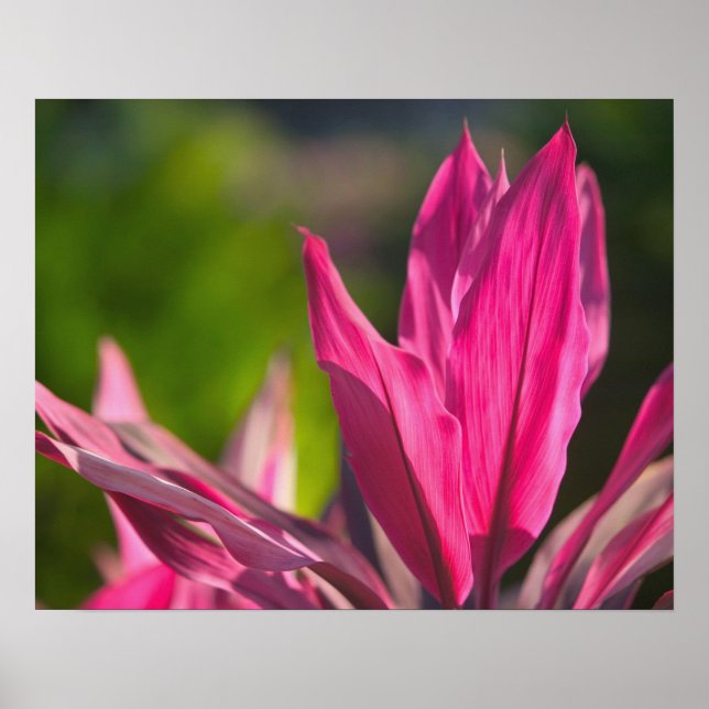 Póster BAHAMAS, Nueva Isla Providencia, Nassau: Paraíso (Frente)