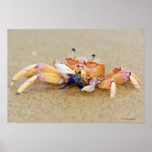 Póster Bahía de Sodwana, provincia de Kwazulu Natal, del