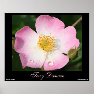 Póster Bailarina pequeña - Rosa Ballerina Poster de fotog