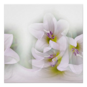 Póster baile de flores