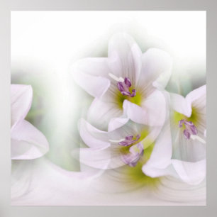 Póster baile de flores