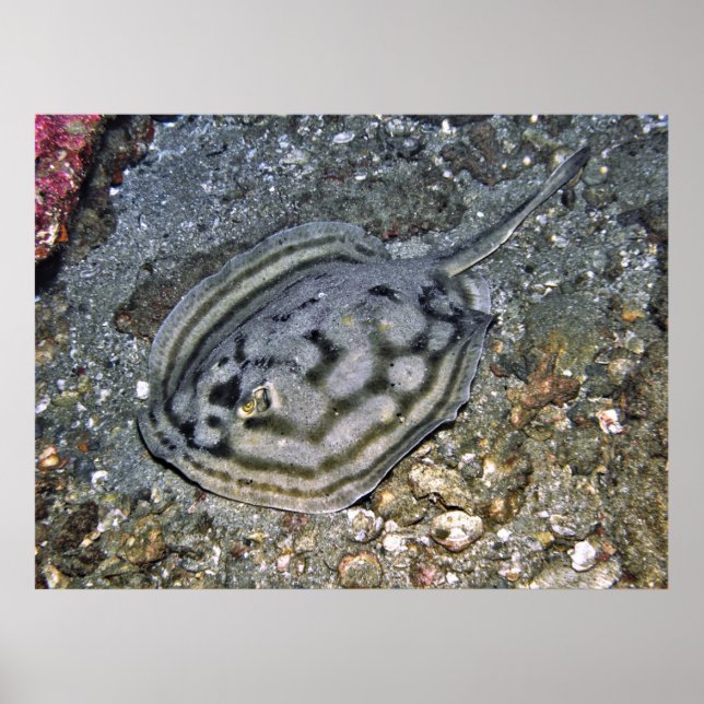 Póster Baja Stingray (Frente)