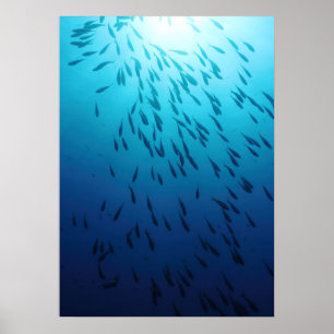 Póster Bajío de pescados