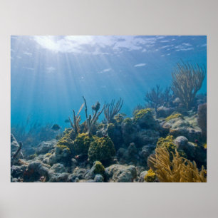 Póster Bajo el Poster Water Biscayne NP