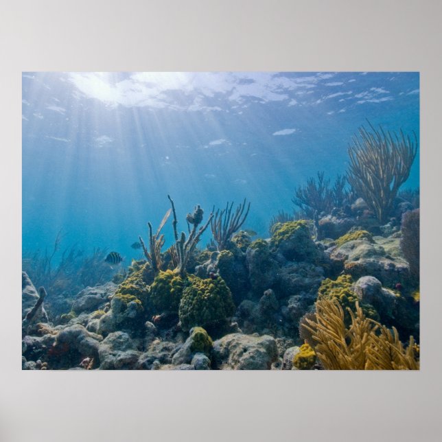 Póster Bajo el Poster Water Biscayne NP (Frente)