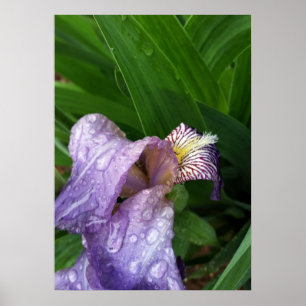 Póster bajo la lluvia