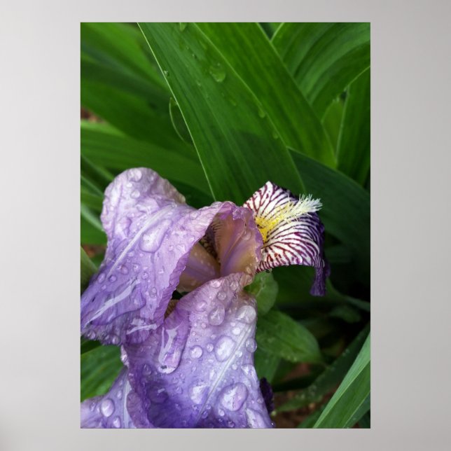 Póster bajo la lluvia (Frente)