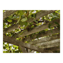 Póster Bajo un toldo de uvas