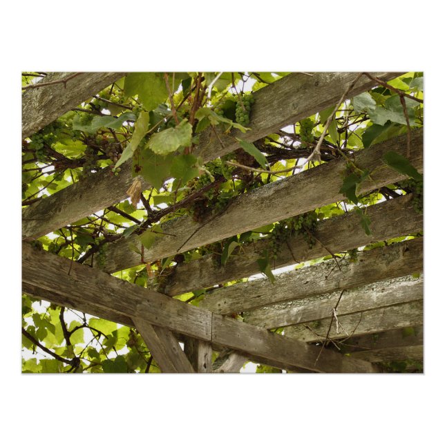 Póster Bajo un toldo de uvas (Anverso)