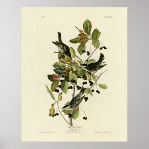Póster Balcón negro de los pájaros de América de Audubon