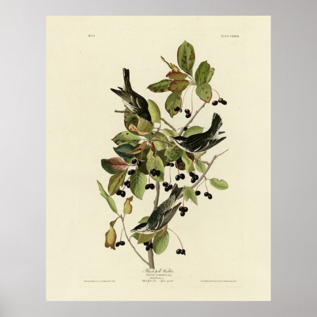 Póster Balcón negro de los pájaros de América de Audubon (Frente)