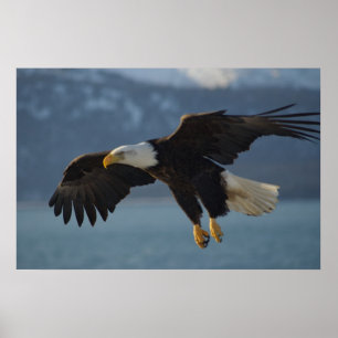 Póster Bald Eagle