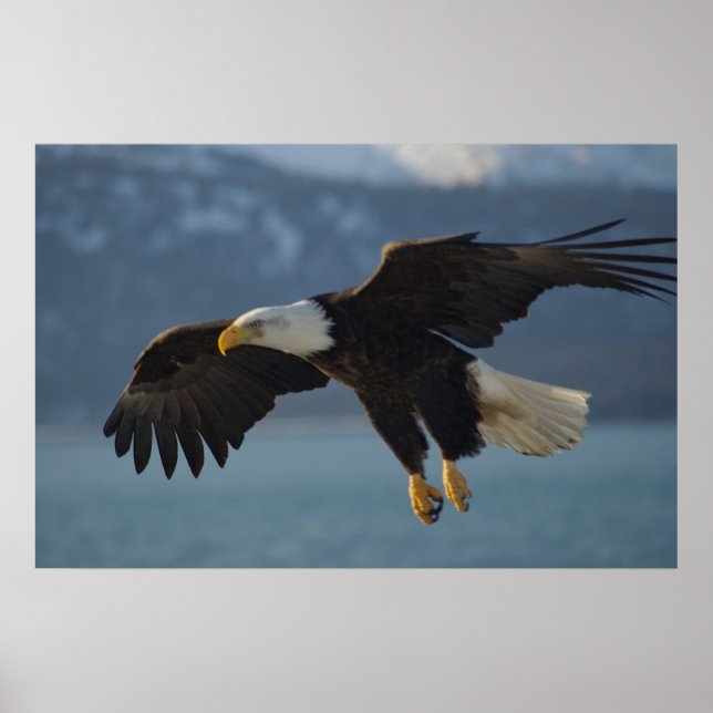 Póster Bald Eagle (Frente)
