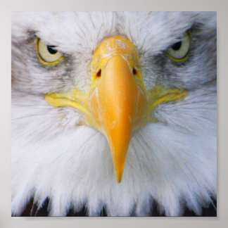 Póster Bald Eagle