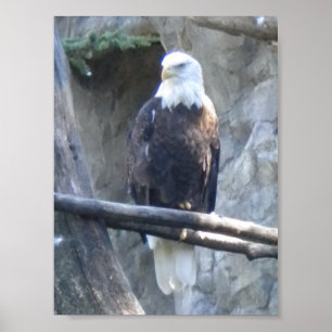 Póster Bald Eagle