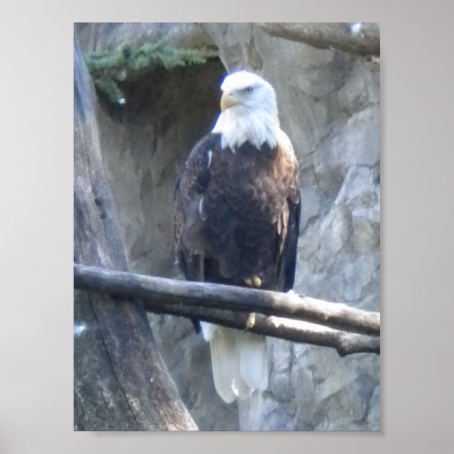 Póster Bald Eagle (Frente)