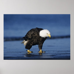 Póster Bald Eagle