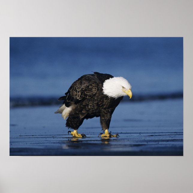 Póster Bald Eagle (Frente)
