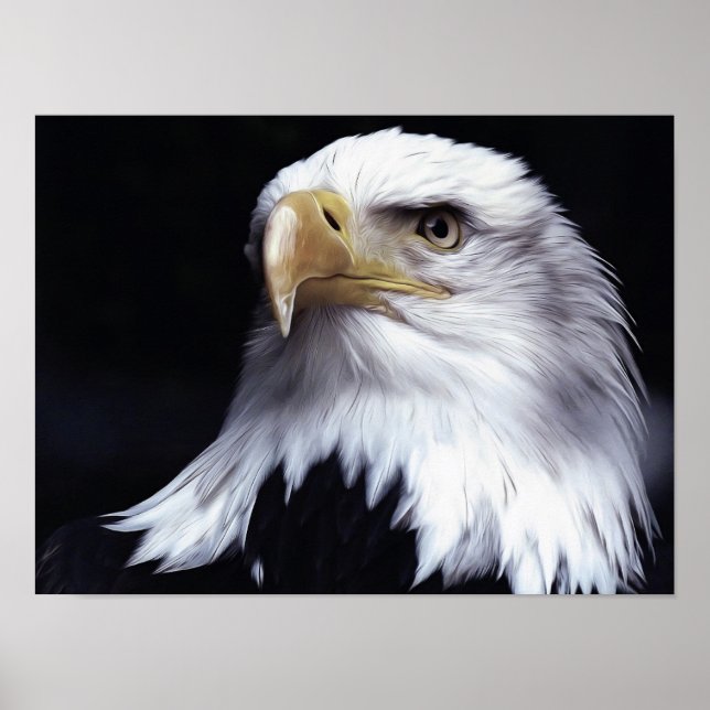 Póster Bald Eagle (Frente)