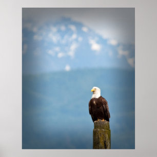 Póster Bald Eagle