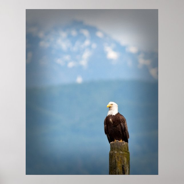 Póster Bald Eagle (Frente)