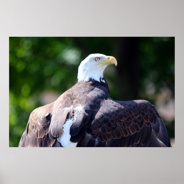 Póster Bald Eagle (Frente)