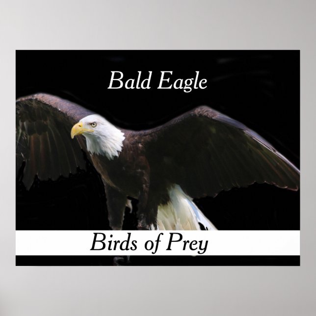 Póster Bald Eagle (Frente)