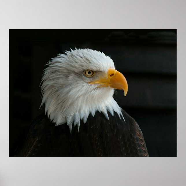 PÓSTER BALD EAGLE (Frente)